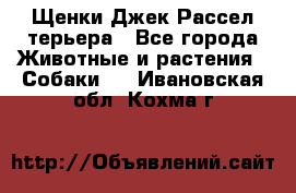 Щенки Джек Рассел терьера - Все города Животные и растения » Собаки   . Ивановская обл.,Кохма г.